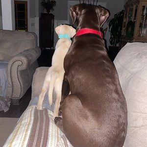 Meet your Posher, Debbie